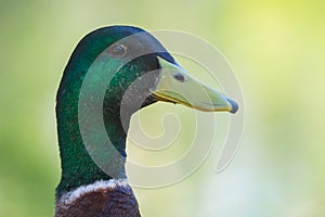 Close-up of a duck head with out of focus background