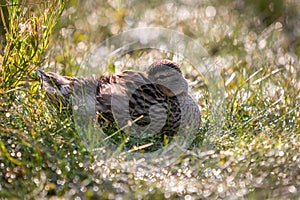 Close Up of Duck Laying in Grass Looking at the Camera