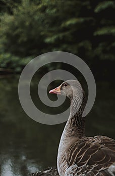 Close-up of a duck in a pond