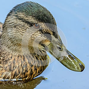Close-up of a duck in a pond