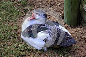 Close Up of a Duck Resting on the Ground