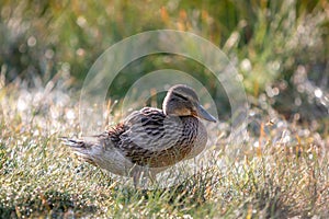 Close Up of Duck Standing in Grass Looking at the Camera