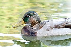Close-up of a duck swimming in the lake