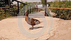 Close-up of a duck walking around the farm.