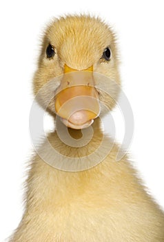 Close-up of Duckling, 1 week old