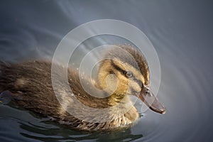 Close Up of Duckling