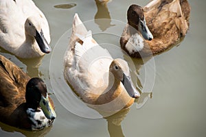 Close up ducks floating on the river