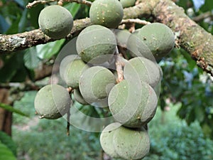 Close up Duku Fruit photo on the fram