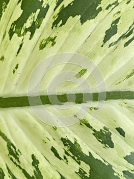 close up of a Dumb cane leaf