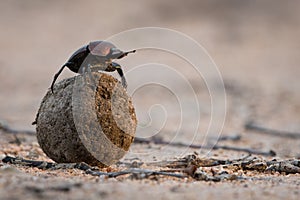 Close up of a dung beetle on a dung ball in side light