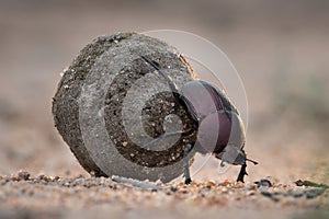 Close up of a dung beetle rolling its dung ball