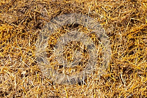 Close up of a dung heap with straw for background texture
