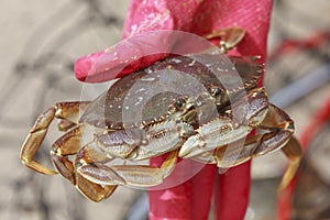 Close up of a dungeness crab.
