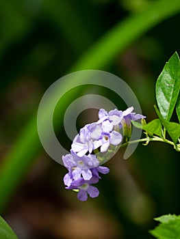 Close up Duranta erecta fence tree,Purple flower blooming Sky flower