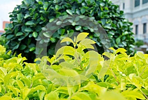 Close Up of Duranta Erecta or Golden Dewdrop Plants