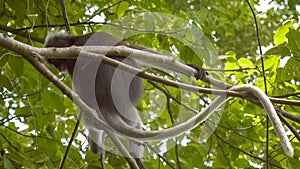 Close up of dusky leaf monkey, langur on tree eating green leaves and watching down, Railay, Krabi, Thailand