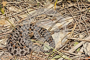 Dusky Pygmy Rattlesnake - Sistrurus miliarius barbouri