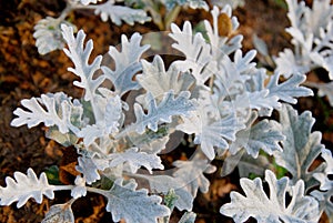 Close up Dusty Miller Plant. or Cineraria Maritima Beautiful white leaf in the garden. abstract background