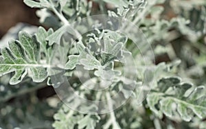 Close up of dusty miller or Silver ragwort