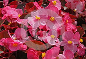 Close-up of dwarf pink begonias
