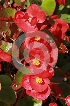 Close-up of dwarf red begonias