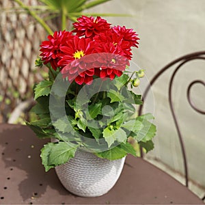 Close-up of a dwarf red dahlia in a pot