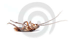Close-up dying Cockroach