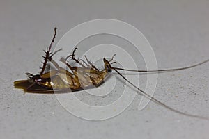 Close up of a dying cockroach