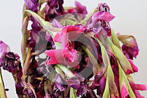 Close up of dying and decaying pink gladioli flowers and foliage
