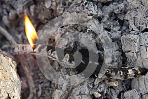 Close up of a dying fire with flames and embers.