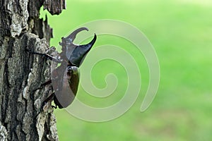 Close up of Dynastinae on the tree