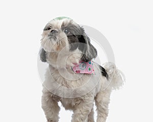 close up of eager shih tzu walking and looking up