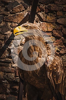 Close-up of an eagle