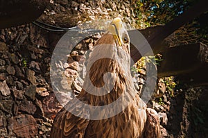 Close-up of an eagle
