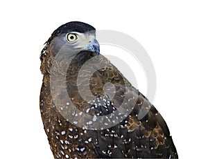 Close up eagle bird or Hawk isolated on white background.