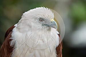 Close up eagle