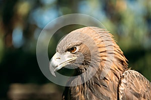 Close Up Eagle Haliaeetus Albicilla. Wild Bird