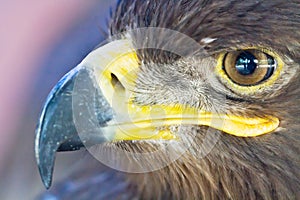 Close-up eagle head