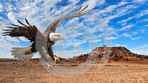 close up of a eagle landing