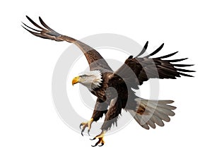 close up of a eagle landing