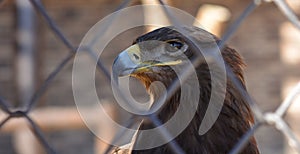 Close-up of an eagle looking through a mesh fence. The eagle is a dangerous bird, a predator with a large beak