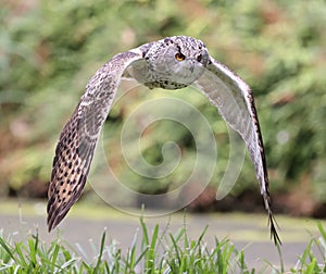 Close up of an Eagle Owl