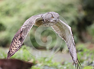 Close up of an Eagle Owl