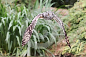 Close up of an Eagle Owl