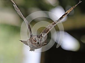 Close up of an Eagle Owl