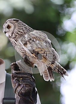 Close up of an Eagle Owl