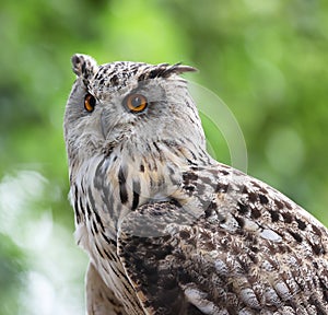 Close up of an Eagle Owl