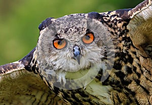 Close up of an Eagle Owl in flight