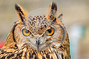 Close up of eagle owl head