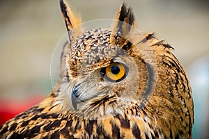 Close up of eagle owl head